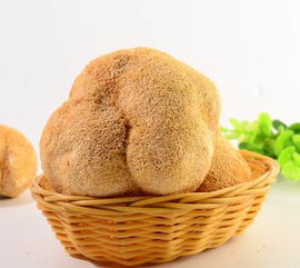 猴頭菇 古田特產(chǎn)養(yǎng)胃佳品，廠家直銷批發(fā)