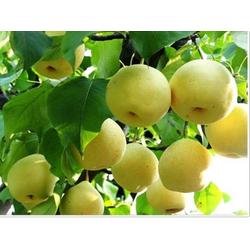 安陽(yáng)市農(nóng)產(chǎn)品批發(fā)與供應(yīng)鏈解析 多源渠道助力高效流通