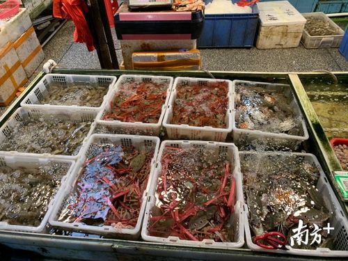 探營(yíng)佛山農(nóng)產(chǎn)品批發(fā)市場(chǎng) 復(fù)工復(fù)產(chǎn)之路上的堅(jiān)守與希望