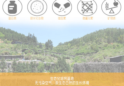 金針菇干貨 無(wú)硫農(nóng)產(chǎn)品，酒店與工廠的優(yōu)選原料